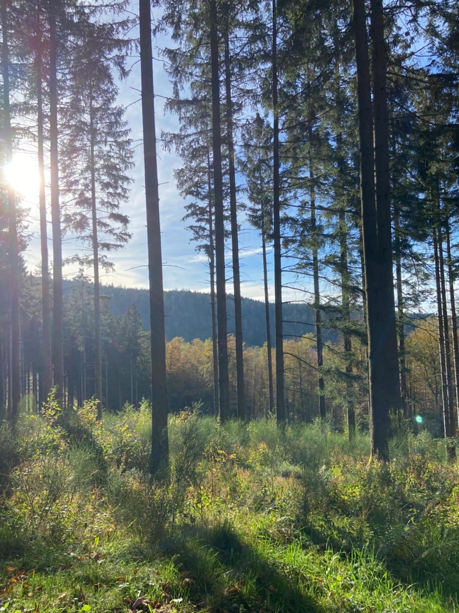 Authentique Au Calme, En Lisiere De Foret, Montagne, Sentiers 15mn Gerardmer & Alsace 